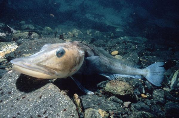 Icefish (Chaenocephalus aceratus), one of the species found by the survey, at Signy Island.