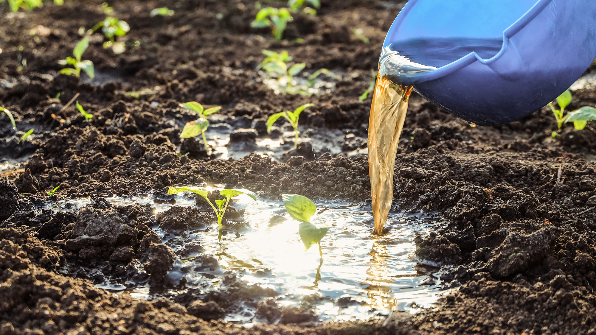 bucket of compost tea pouring on seedlings