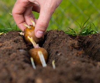 Hand planting potatoes in trench