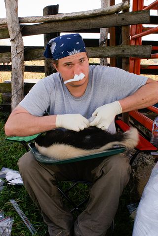 Study lead author Adam Fergusun wearing impromptu Kleenex nose plugs — not to block the smell of his study subject, but because he had a cold.