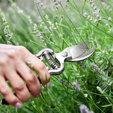 pruning lavender bush after flowering