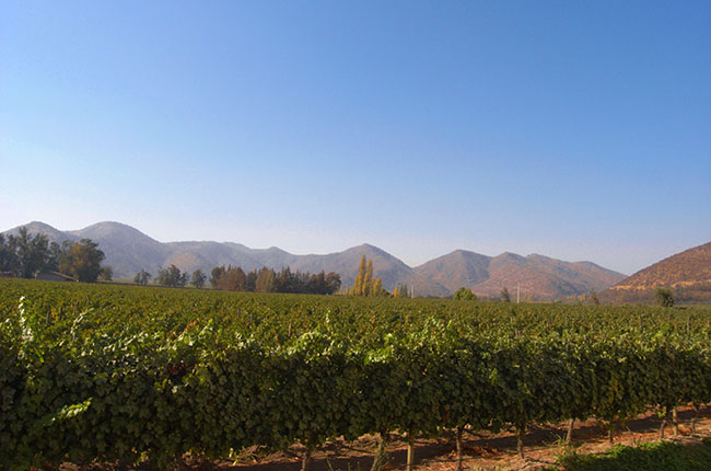 Santa Rita vineyards Alto Jahuel