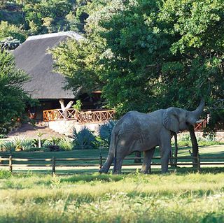 Elephant at Main Lodge