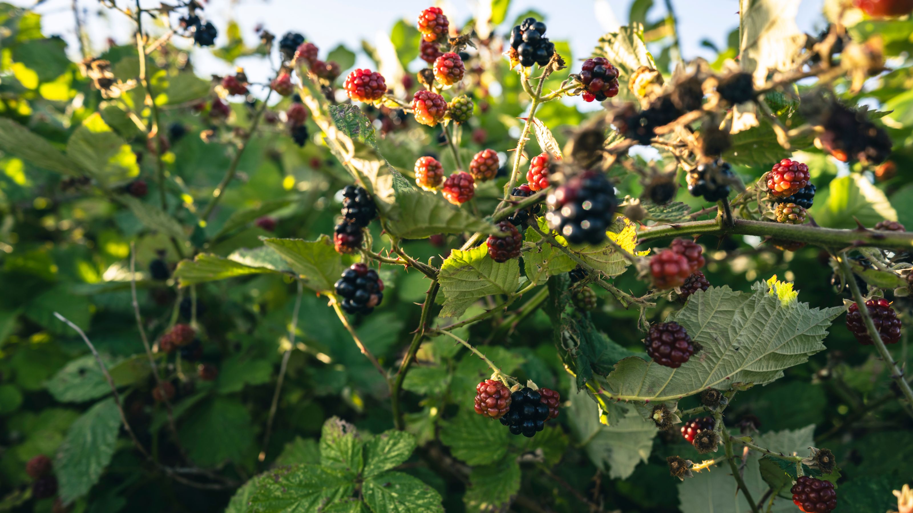 Blackberries growing on blackberry bush