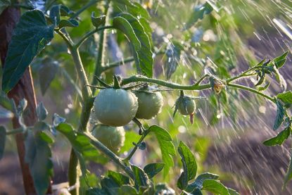 Tomato Plant Being Watered