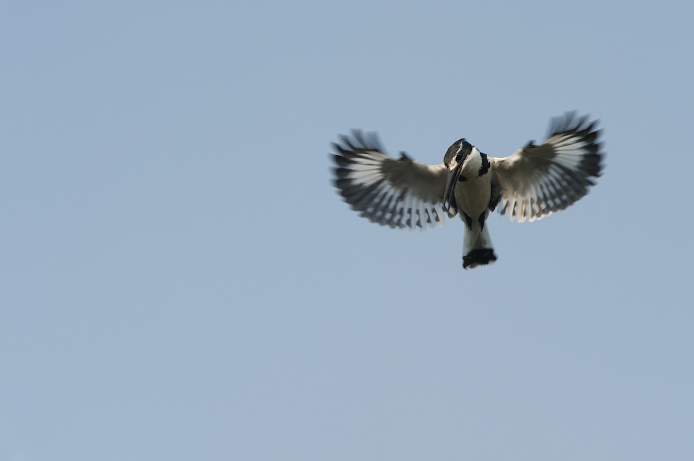 An African kingfisher flies against a blue sky.