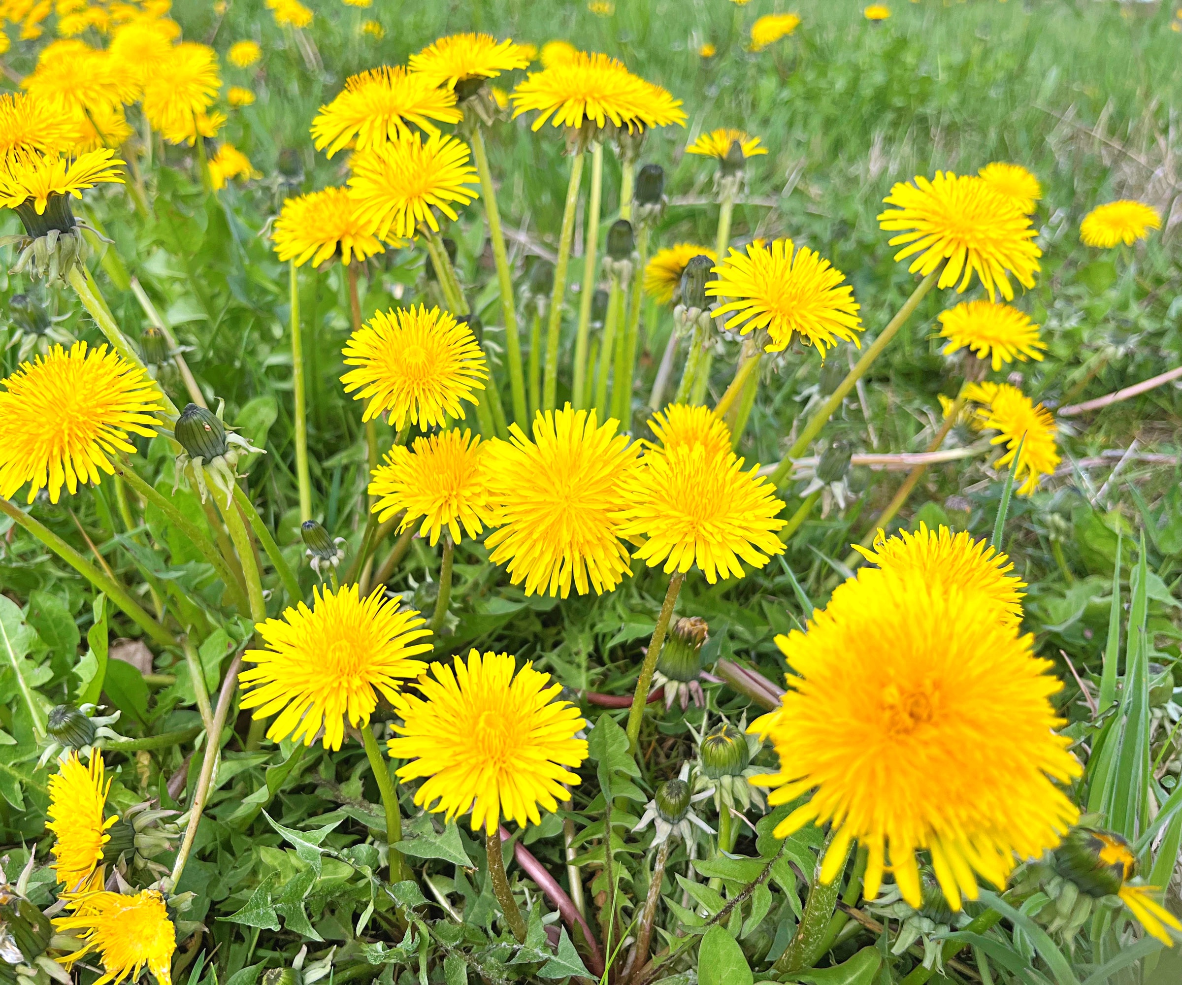 dandelion weeds with yellow flower heads