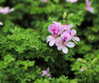 citronella plant with pink flowers