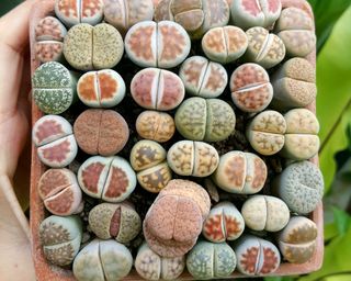 A person holding potted living stone plants (Lithops)