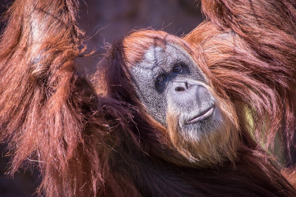 Zookeepers mourn death of world's oldest orangutan Live Science(02)