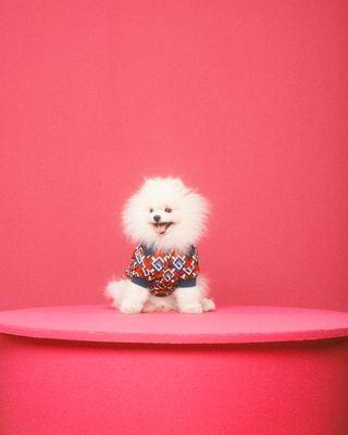 Small fluffy white dog wearing Gucci