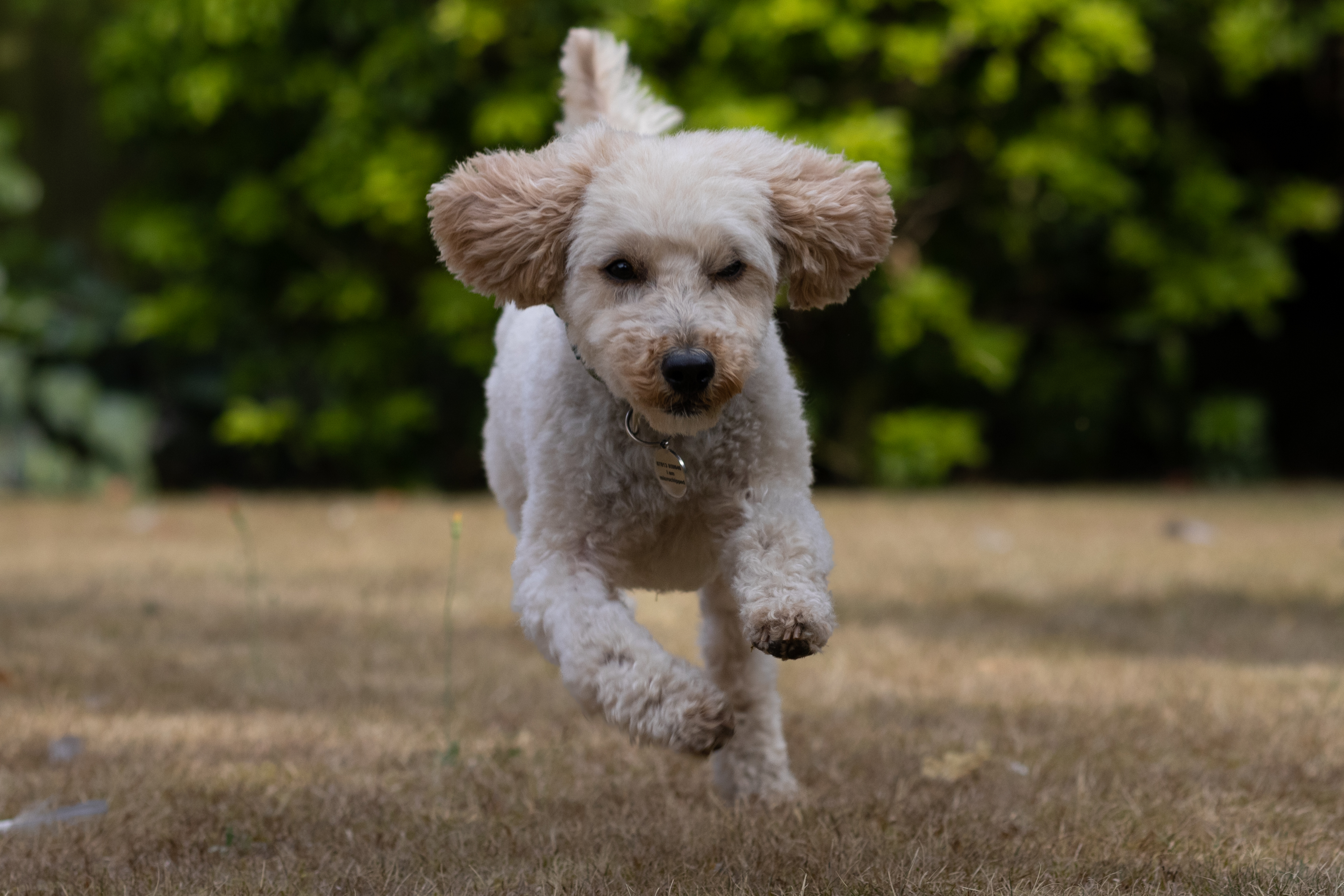 A running cockapoo dog in a garden