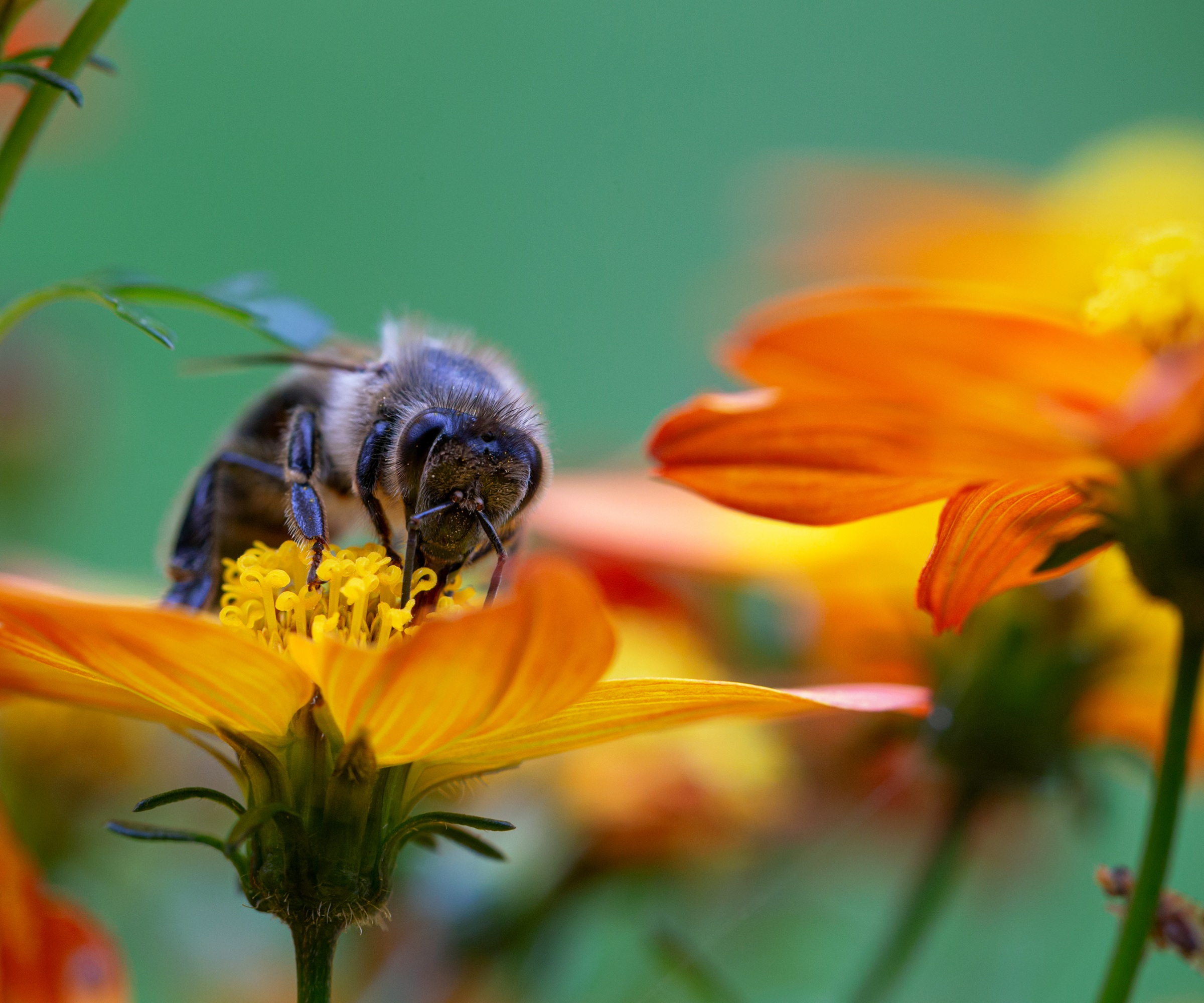 Bee feeding on Tithonia