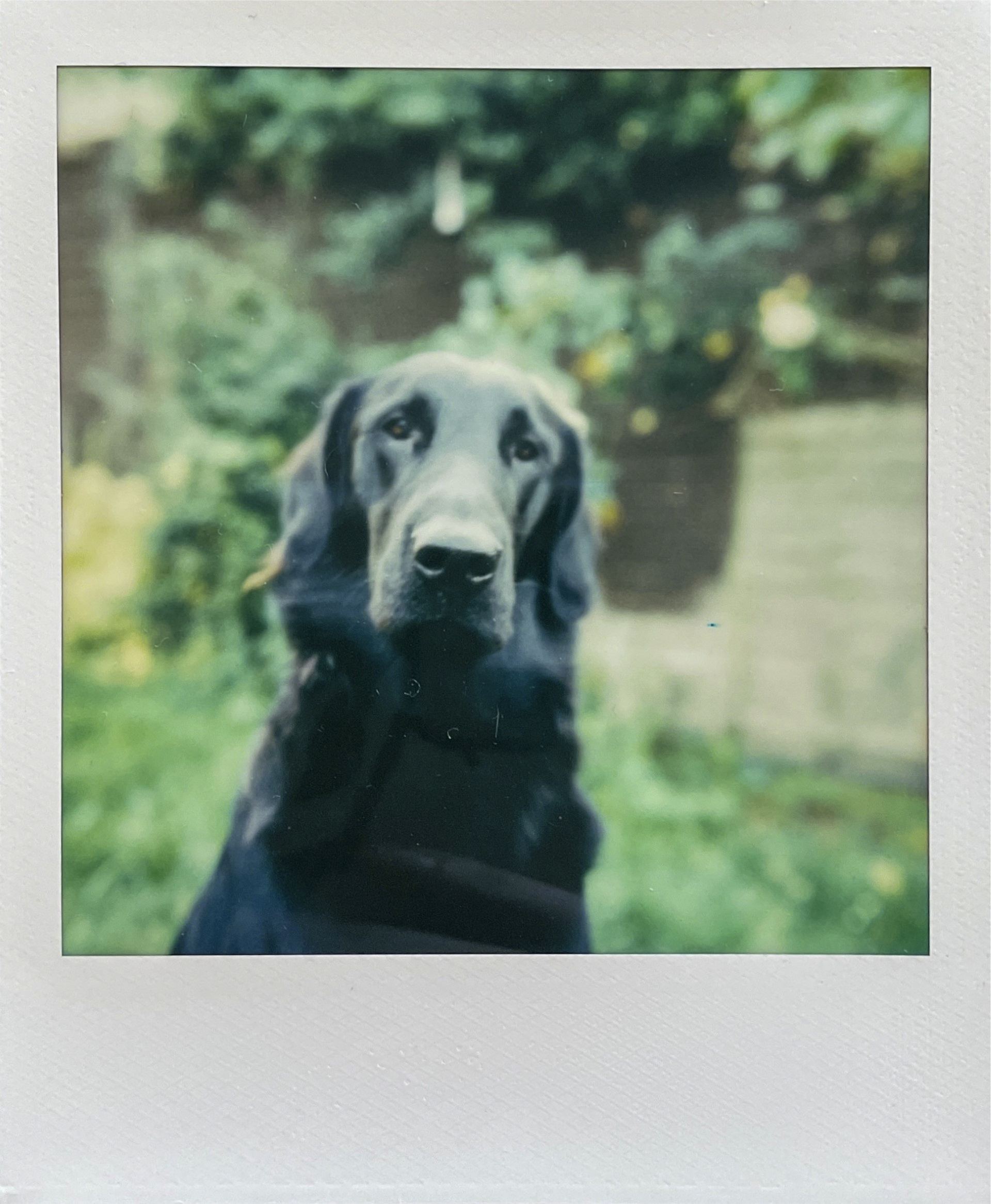 In overcast lighting the Polaroid I-2 does a good job at exposing and capturing tones