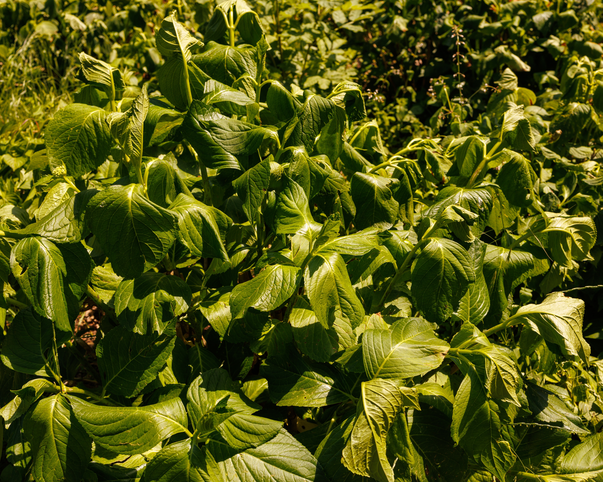 wilted hydrangea leaves during hot summer weather