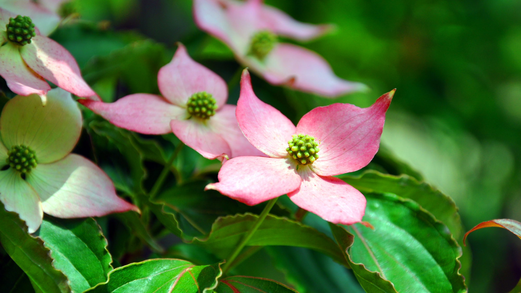 Cornus kousa Japanese dogwood flowering tree, illustrating the concept of using garden accent plants in landscape design