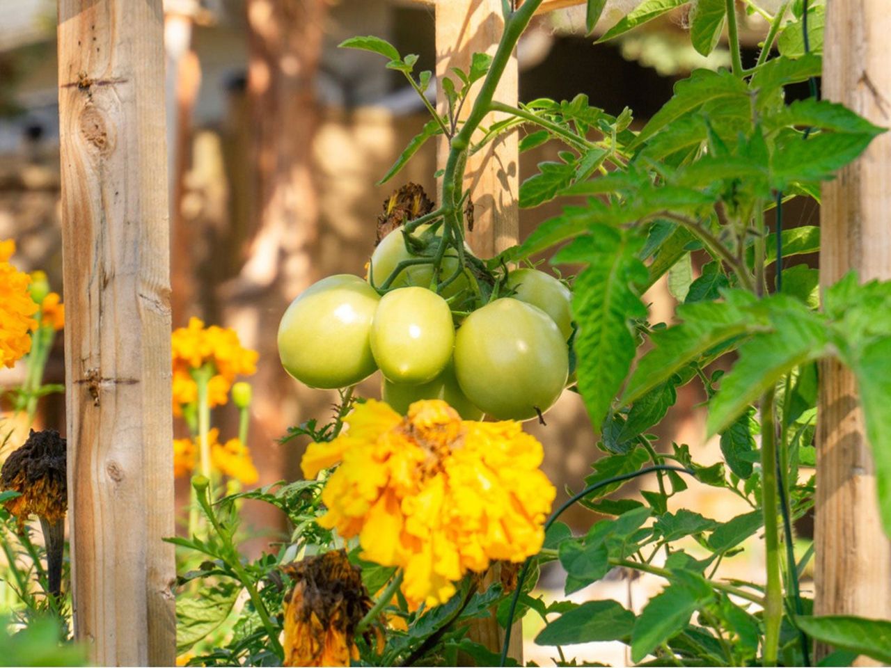 Garden With Tomato Plant And Flowers