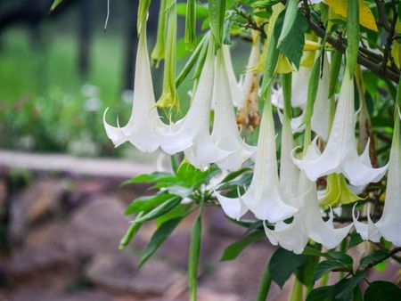 White Angels Trumpet Flowers