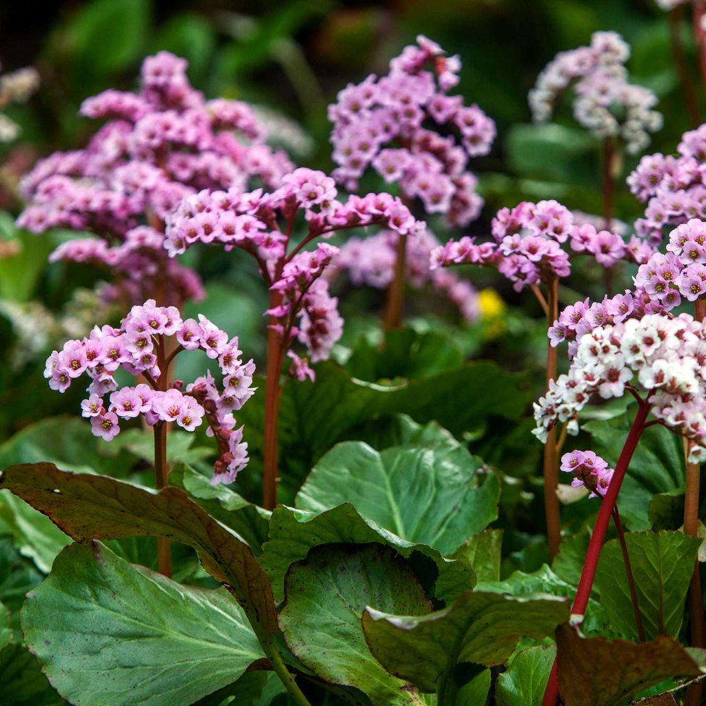 When to start planting flowers for spring Homes & Gardens