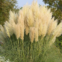 Dwarf Pampas Grass at Gardening Express