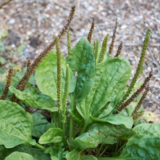 Plantain (plantago major)