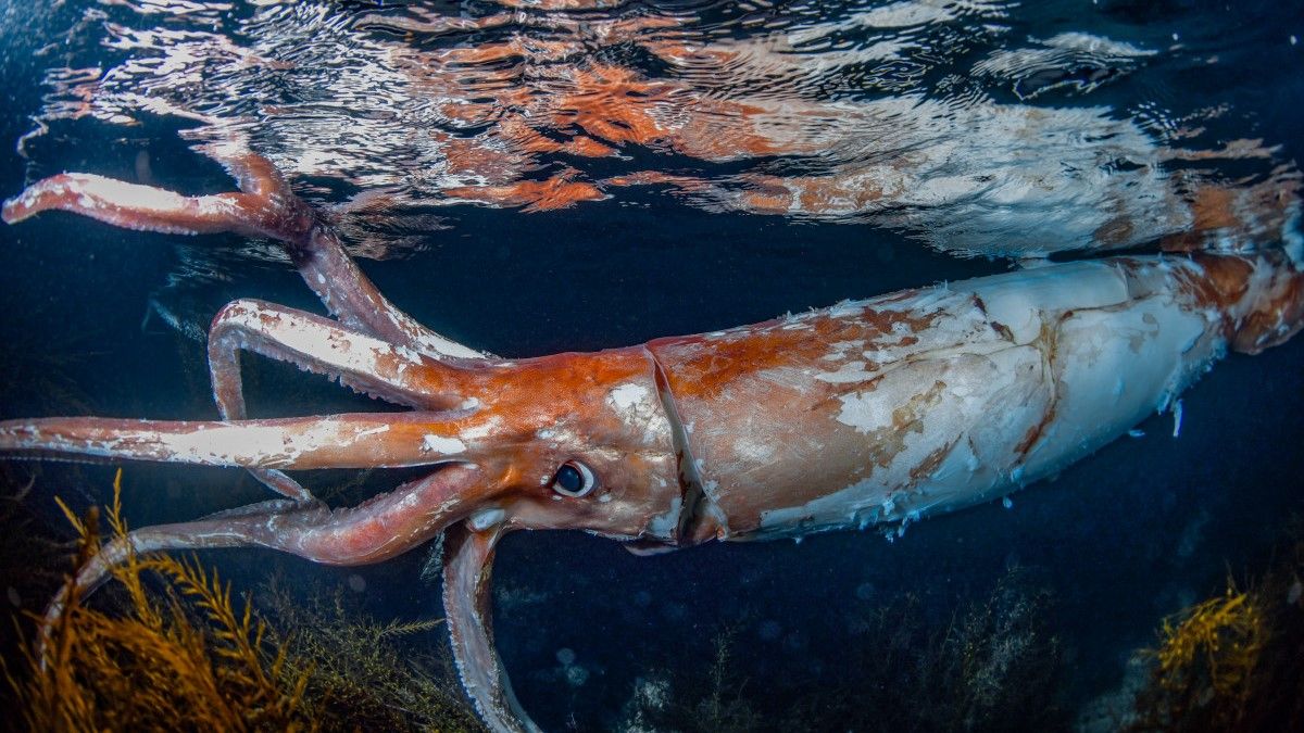 Giant squid: Diver captures stunning photos of rare 8-foot sea creature ...