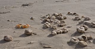 Sea potatoes washed up on a beach.