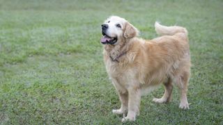 Golden retriever wagging tail