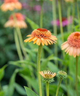 Echinacea 'Supreme Cantaloupe' flowers