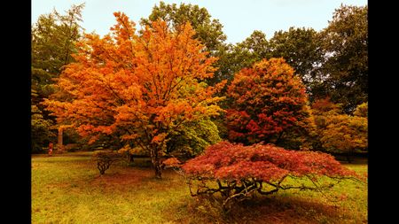 Red and green hues in the autumn trees