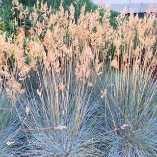 Ornamental grass