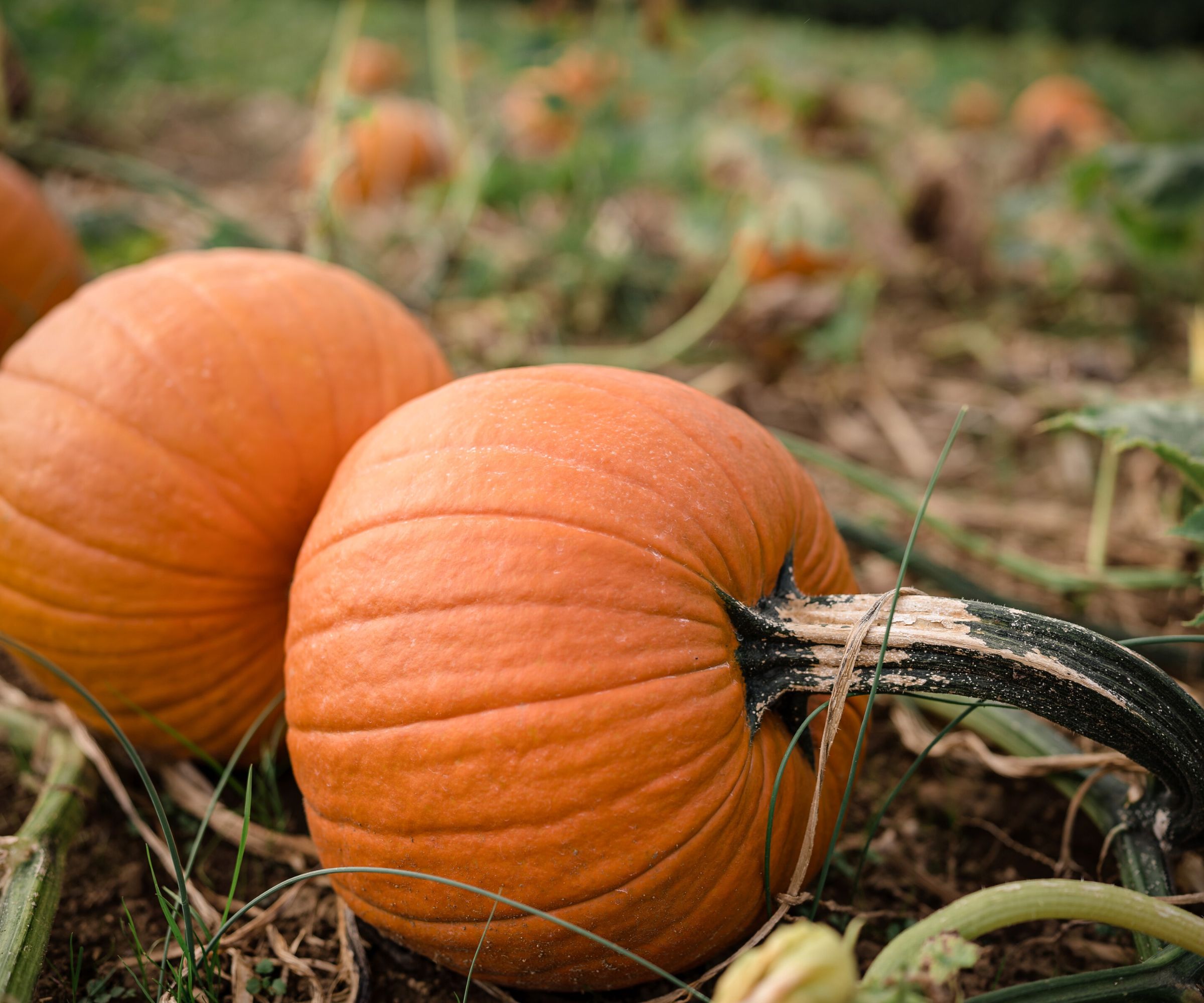 why-are-pumpkin-leaves-turning-yellow-tips-to-fix-plants-homes-gardens