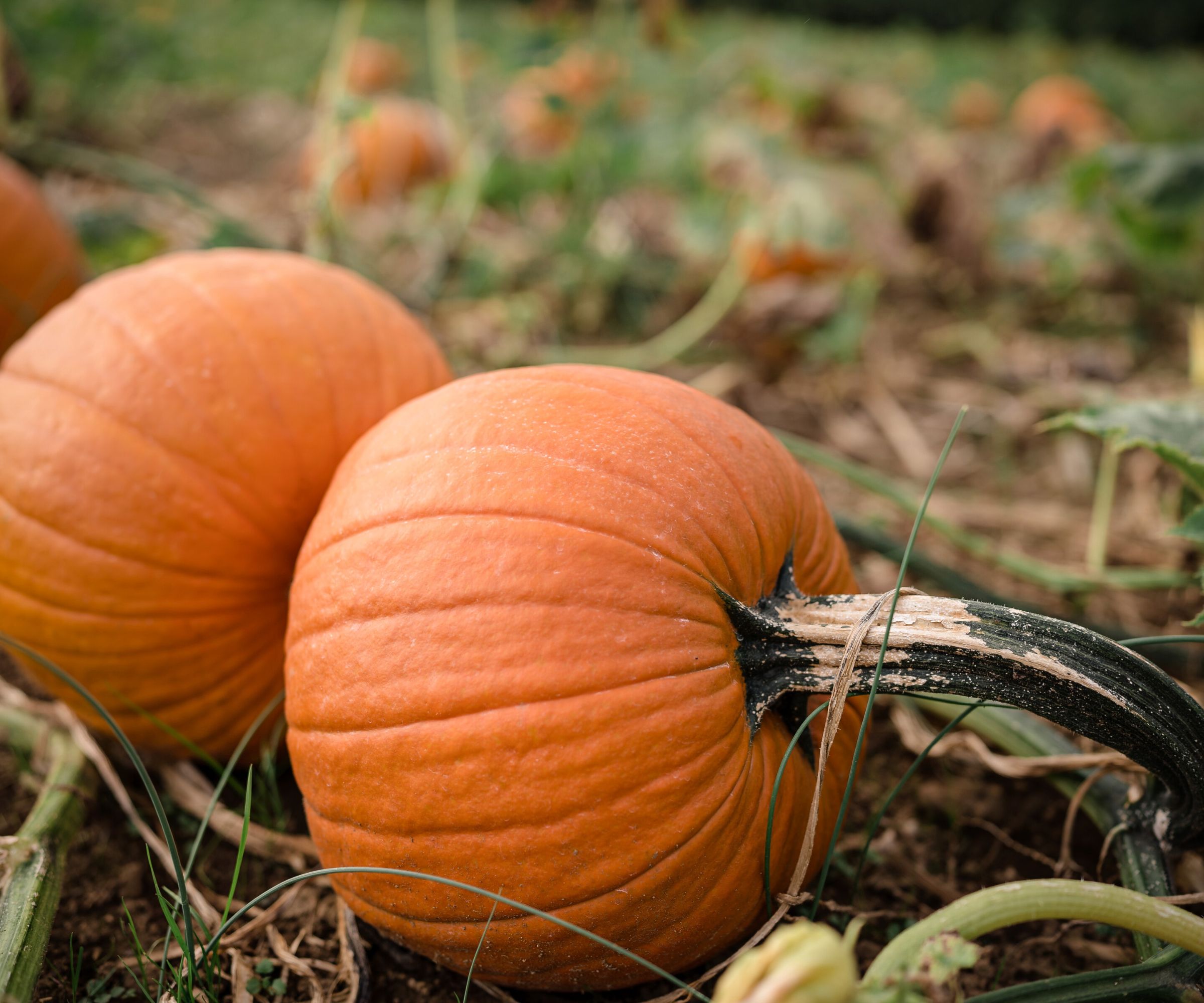 Why Are Pumpkin Leaves Turning Yellow Tips To Fix Plants Homes Gardens
