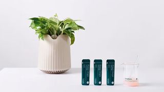 Neoplants Neo Px air purifying plant