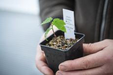 The National Trust Plant Conservation Centre - where seedlings and grafted buds and shoots taken from the 'sycamore gap' tree which was cut down in September 2023, are be nurtured, Feb 2024. Credit: James Dobson