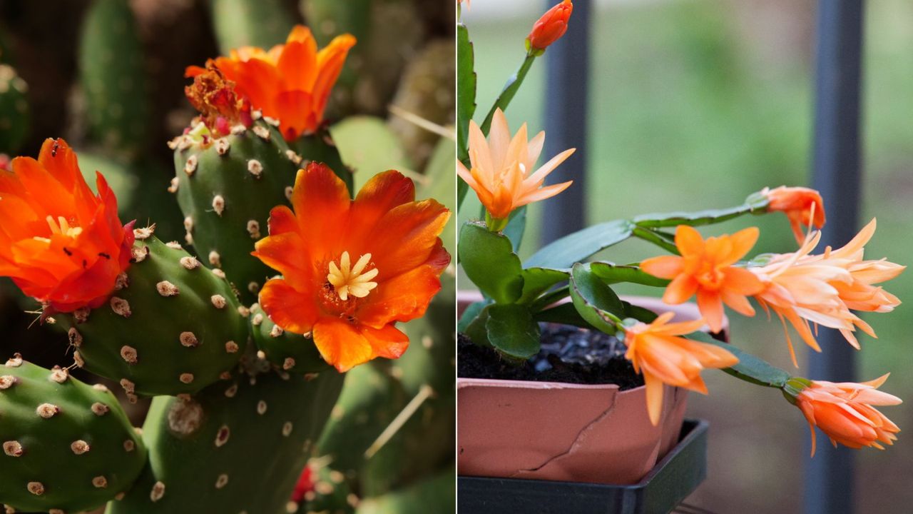 Christmas cactus vs prickly pear