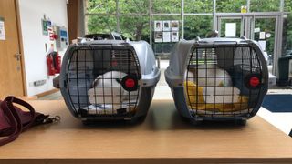 Two cats in cat carriers