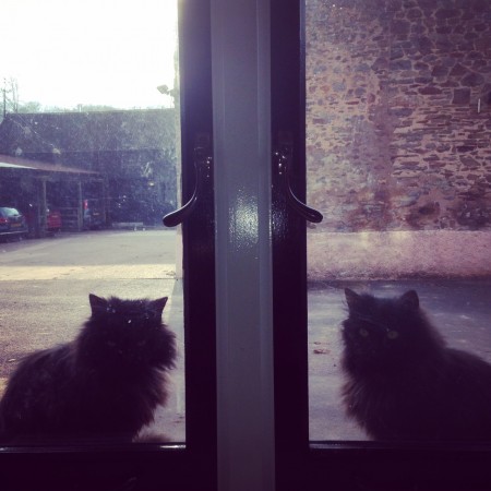 cats 2