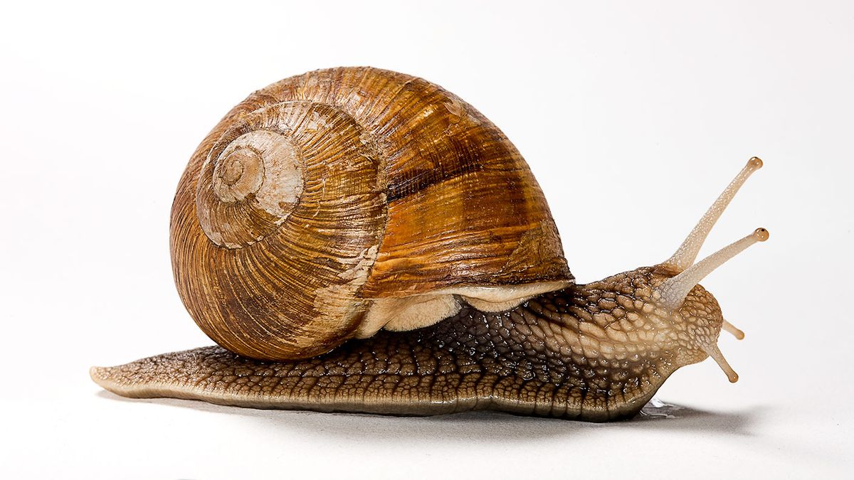 2 October 1850 The ‘snail telegraph’ experiment MoneyWeek