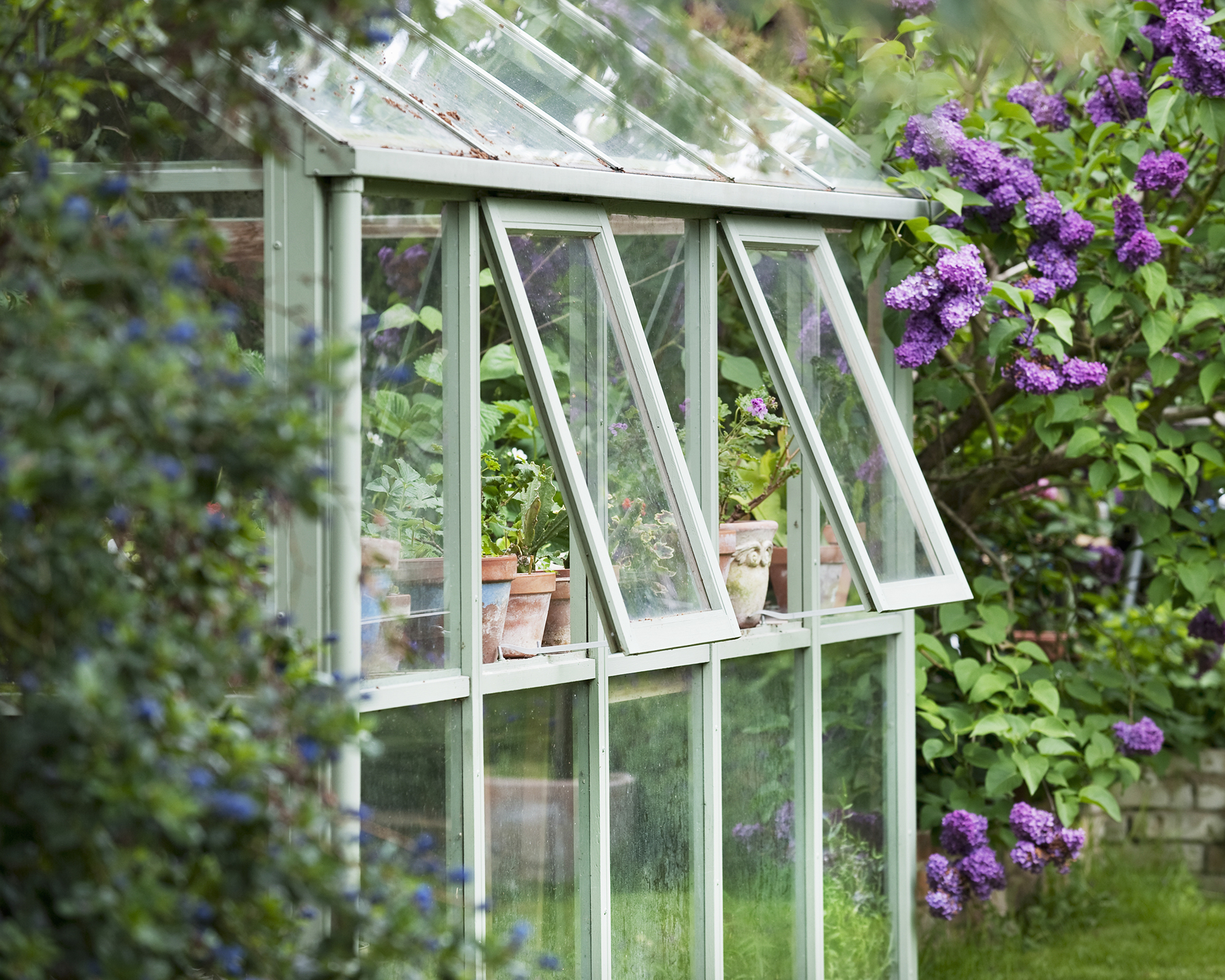 Greenhouse with windows open for ventilation