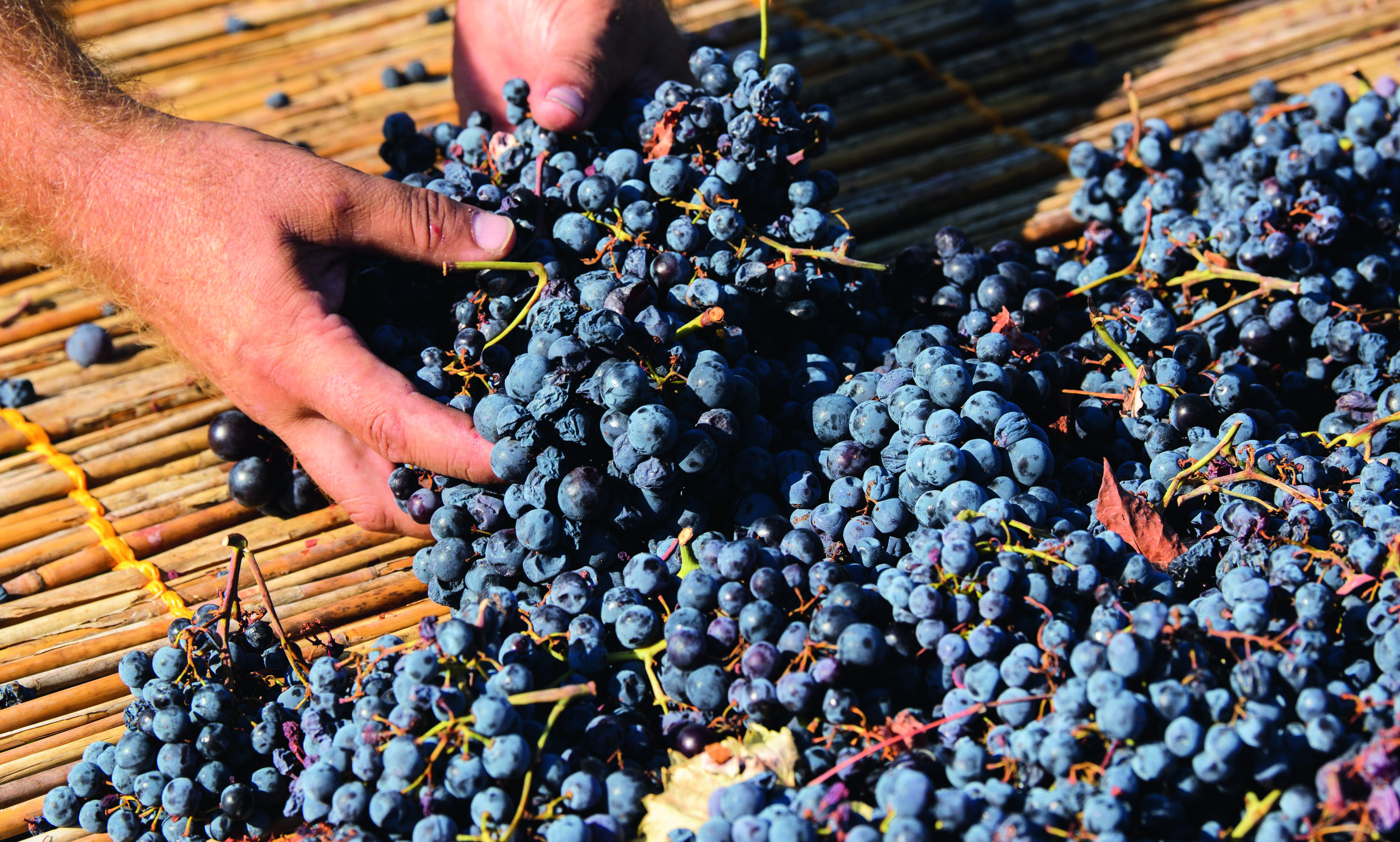Bunches of black grapes, a man's hand picking up a bunch