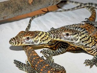 Komodo Dragon Babies