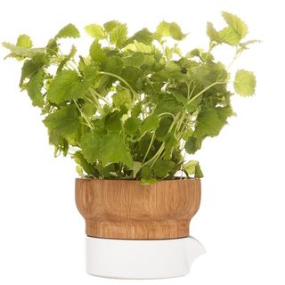 Oak and stone herb pot with fresh green herbs growing in it