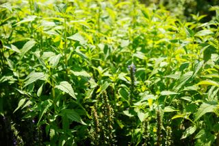 Peppermint growing in the vegetable garden