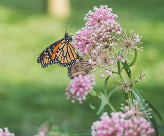Milkweed with pink flowers and butterfly