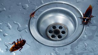 Roaches in the drain