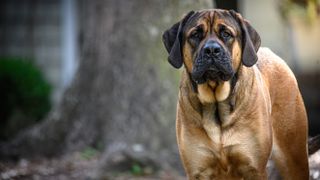 English Mastiff