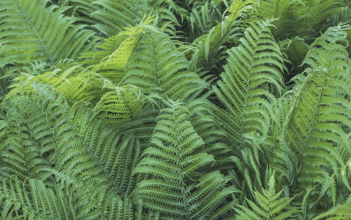 Fern fertilizer deals