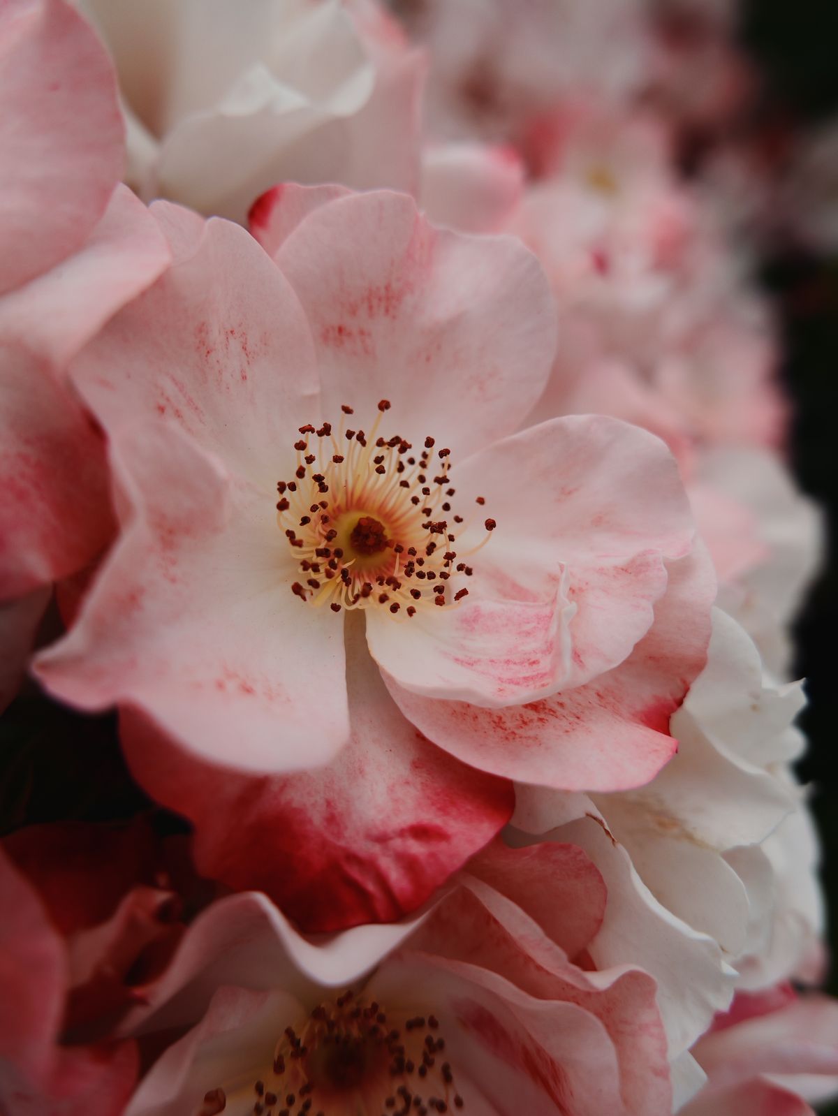 Close-up of a pale pink flower with red markings.