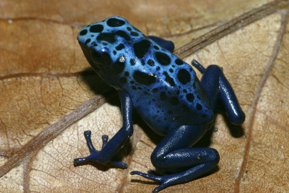 Pictures: Cute and Colorful Frog Images | Amphibians | Live Science